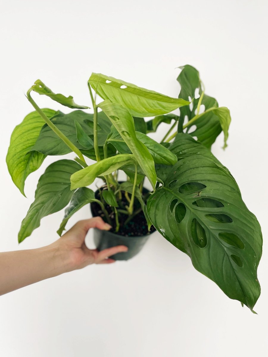 monstera laniata plant Monstera laniata
