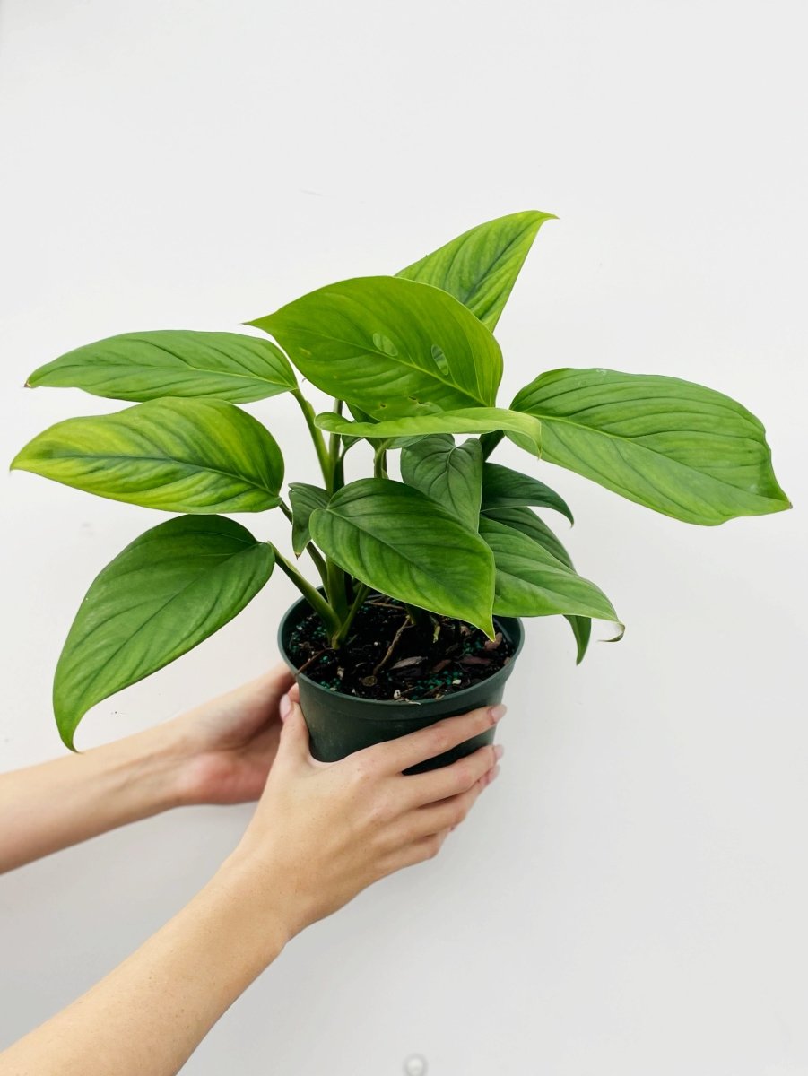 Monstera lechleriana