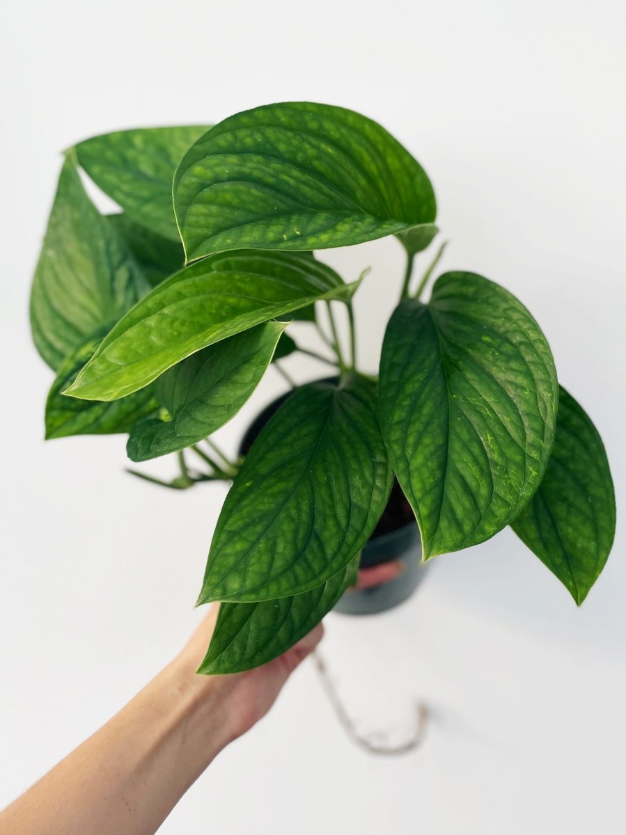 philodendron siam Monstera pinnatipartita 'Siam'
