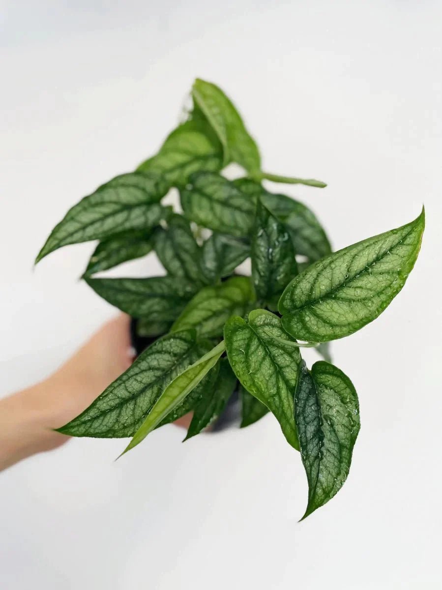 monstera siltepecana kaufen Monstera siltepecana