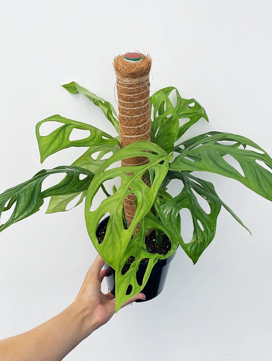 Monstera sp. 'Indo Form' 6" - Variant Plant Company