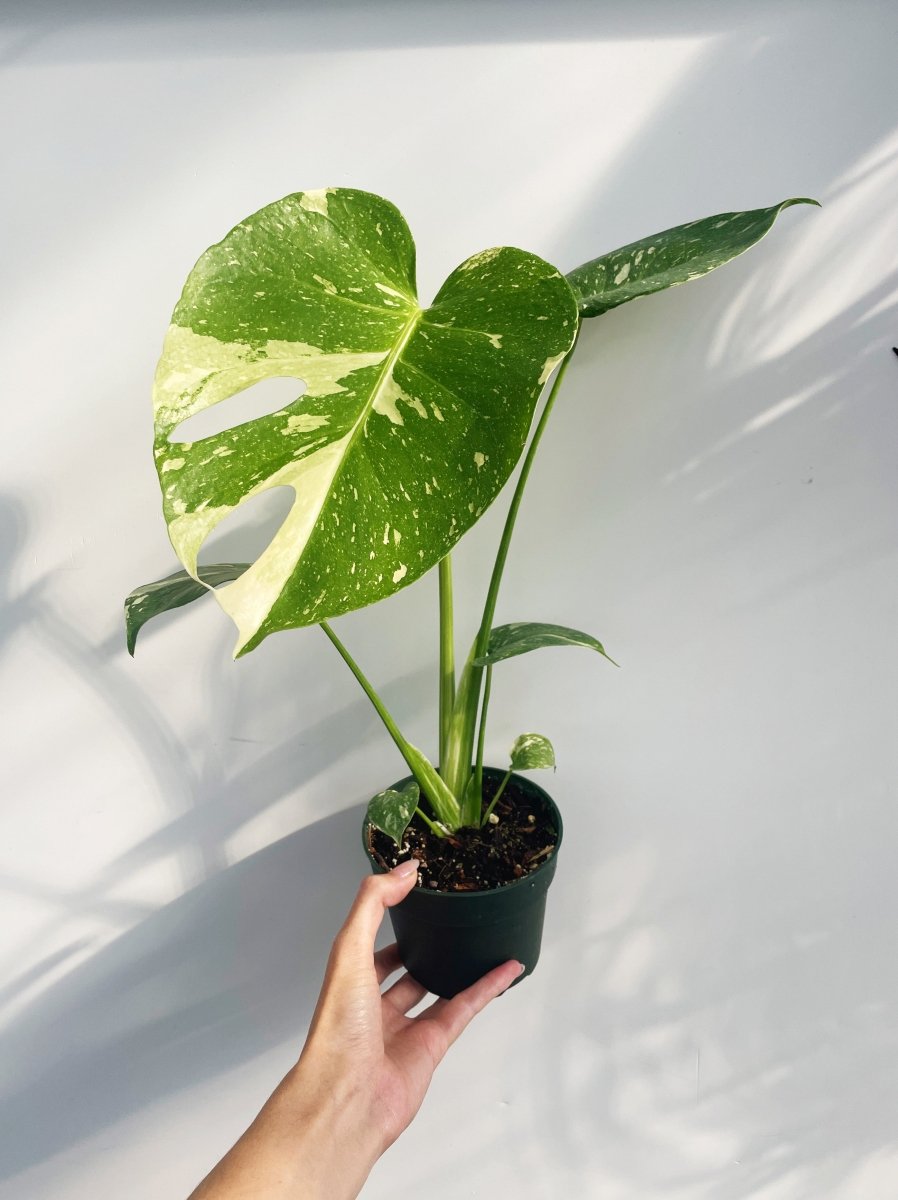 Monstera 'Thai Constellation' - Variant Plant Company