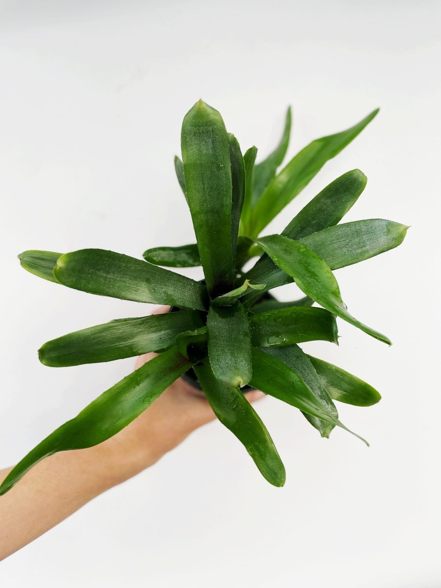 Neoregelia lilliputiana - Variant Plant Company