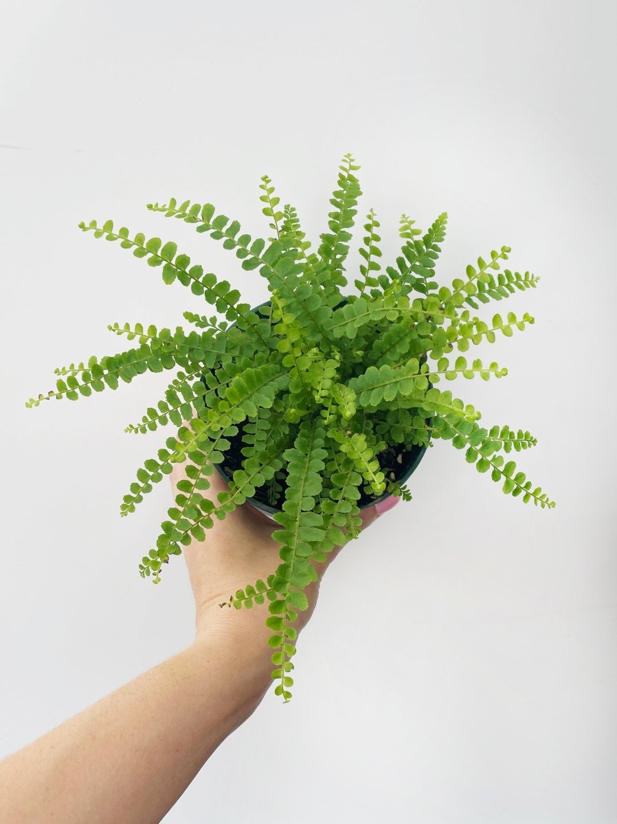 Nephrolepsis cordifolia 'Lemon Button' - Variant Plant Company