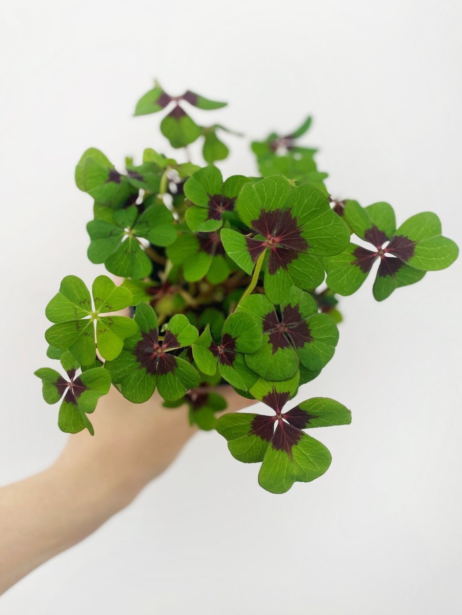Oxalis 'Iron Cross' - Variant Plant Company