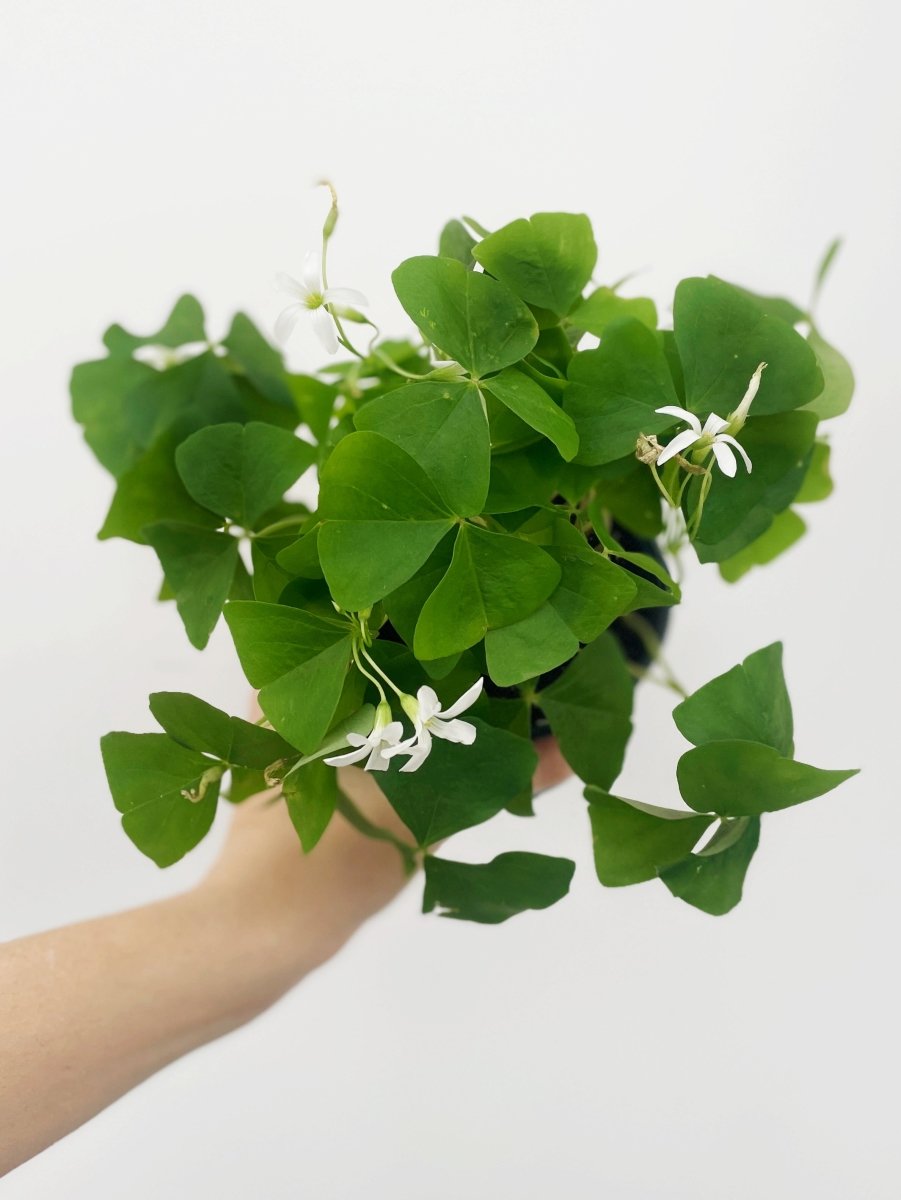 Oxalis regnellii - Variant Plant Company
