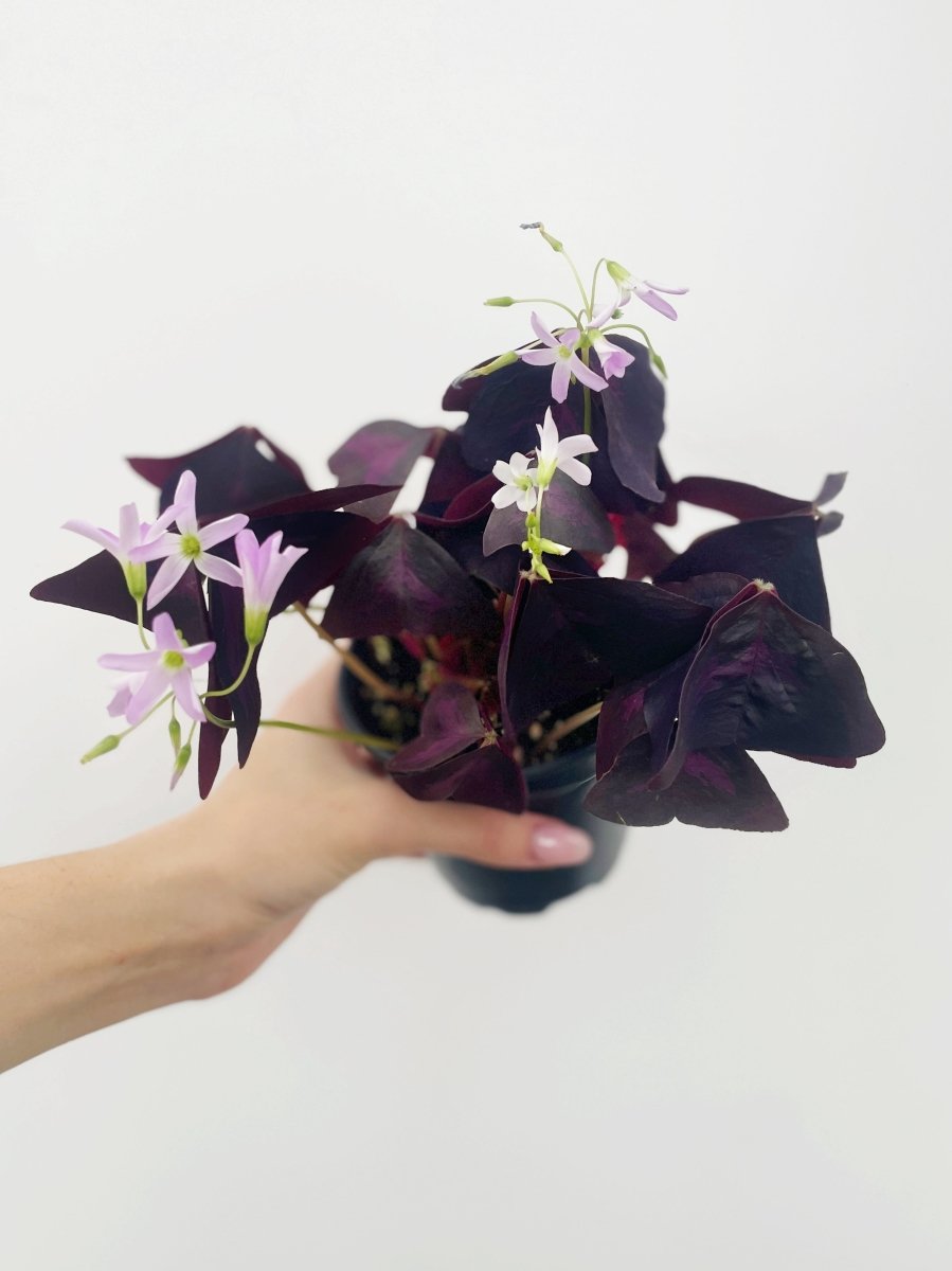 Oxalis triangularis - Variant Plant Company