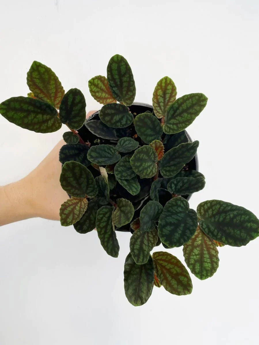 Pellionia pulchra - Variant Plant Company