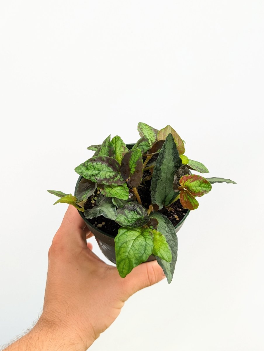 Pellionia repens - Variant Plant Company