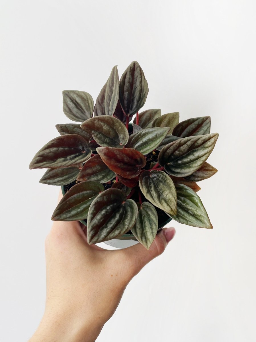Peperomia caperata 'Brasilia' - Variant Plant Company