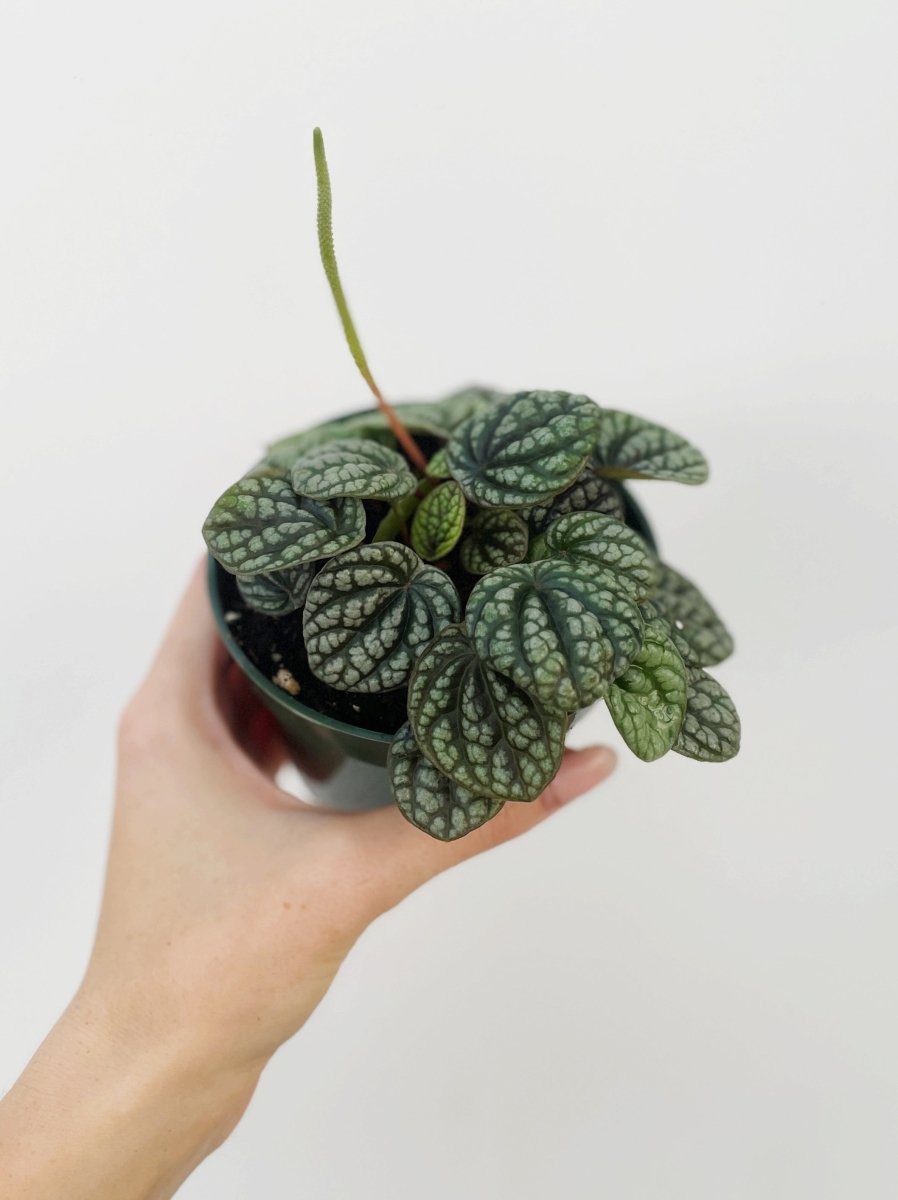 Peperomia caperata 'Burbella' - Variant Plant Company