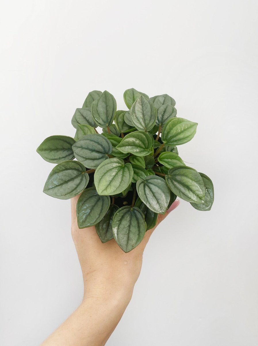 Peperomia caperata 'Napoli Nights' - Variant Plant Company