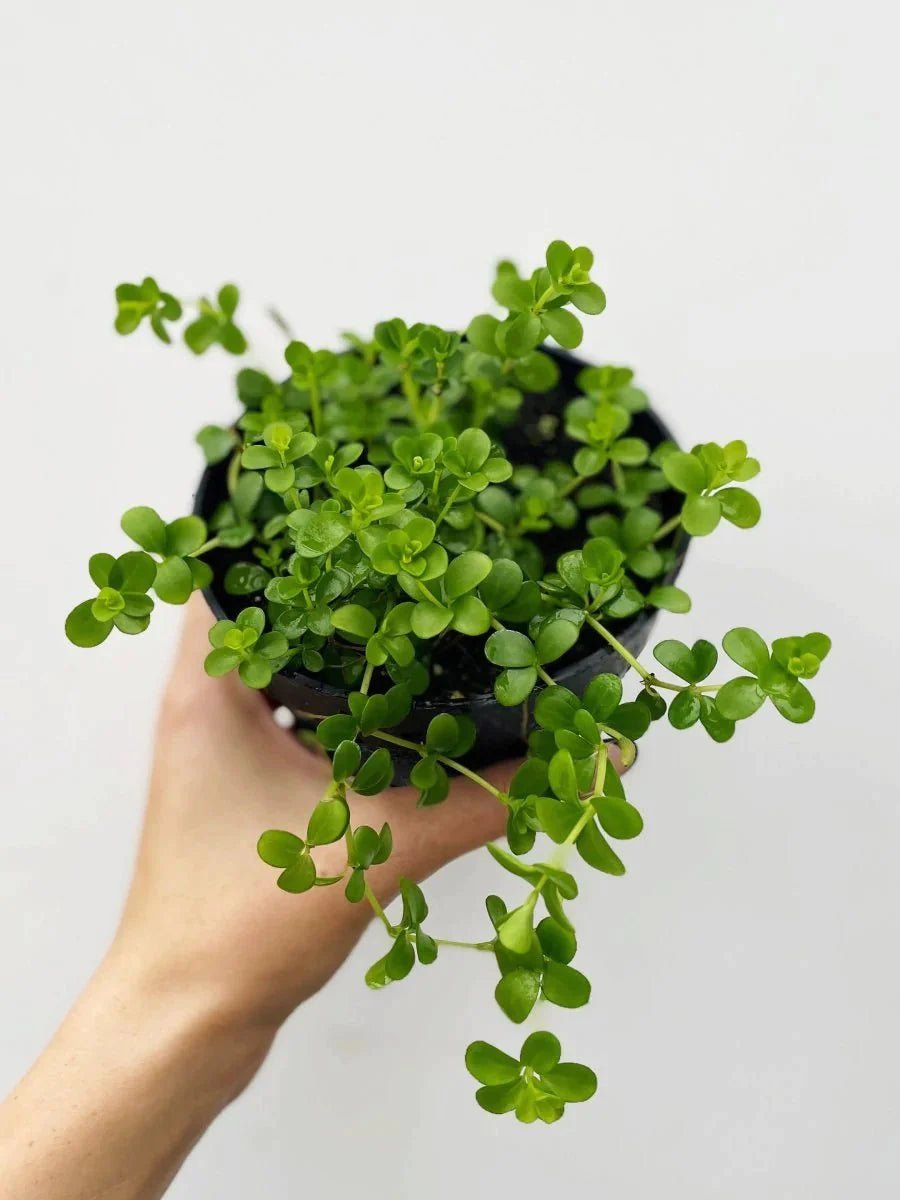 Peperomia clusiifolia 'Isabella' - Variant Plant Company