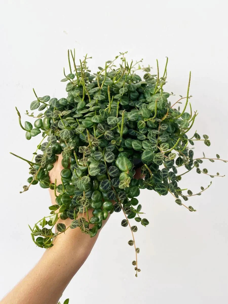 Peperomia prostrata 'String of Turtles' - Variant Plant Company