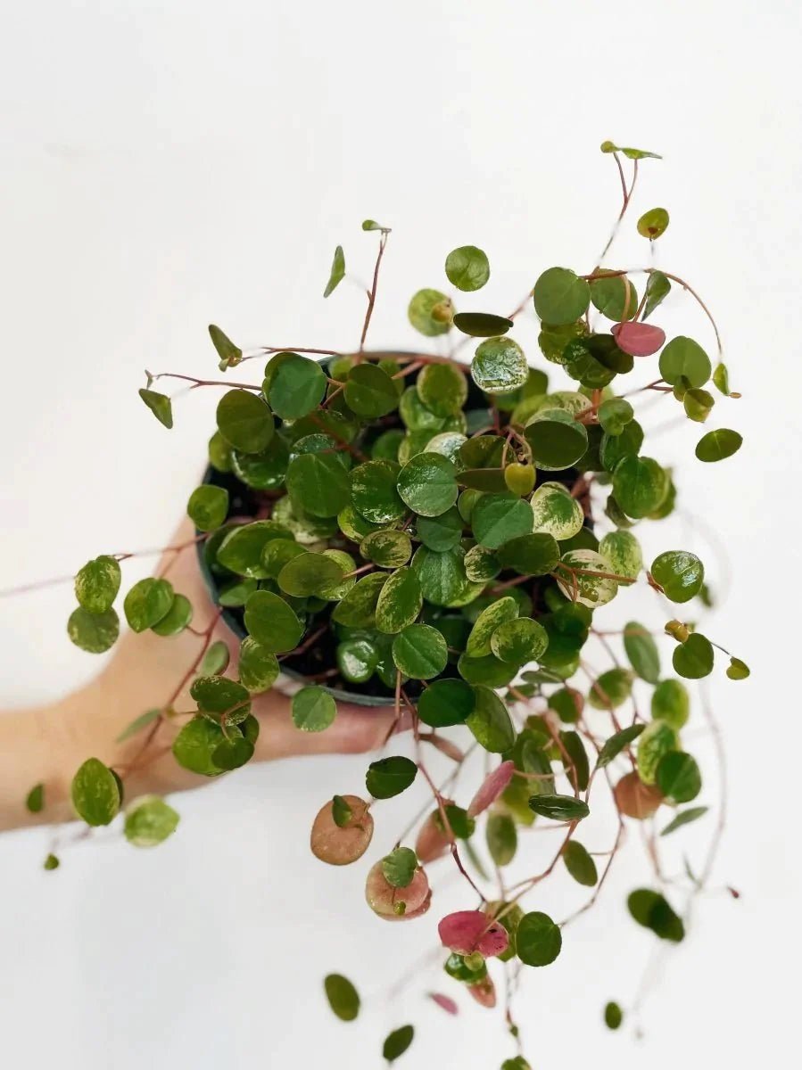 Peperomia 'Ruby Cascade' - Variant Plant Company