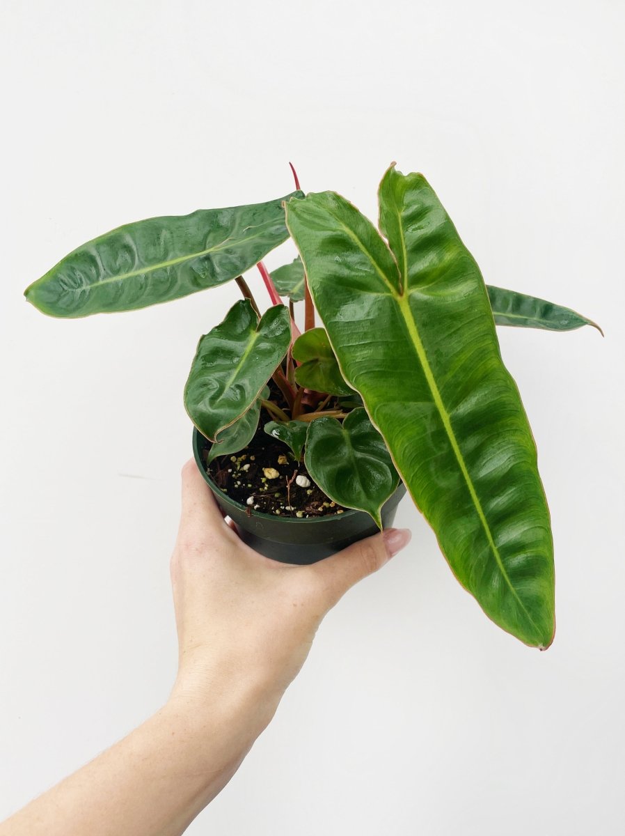 Philodendron billietiae - Variant Plant Company