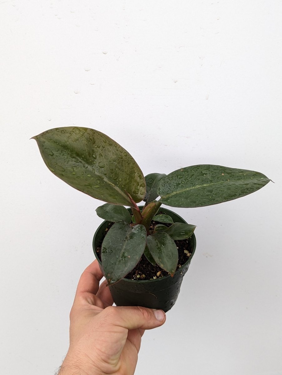 Philodendron 'Black Cardinal' - Variant Plant Company