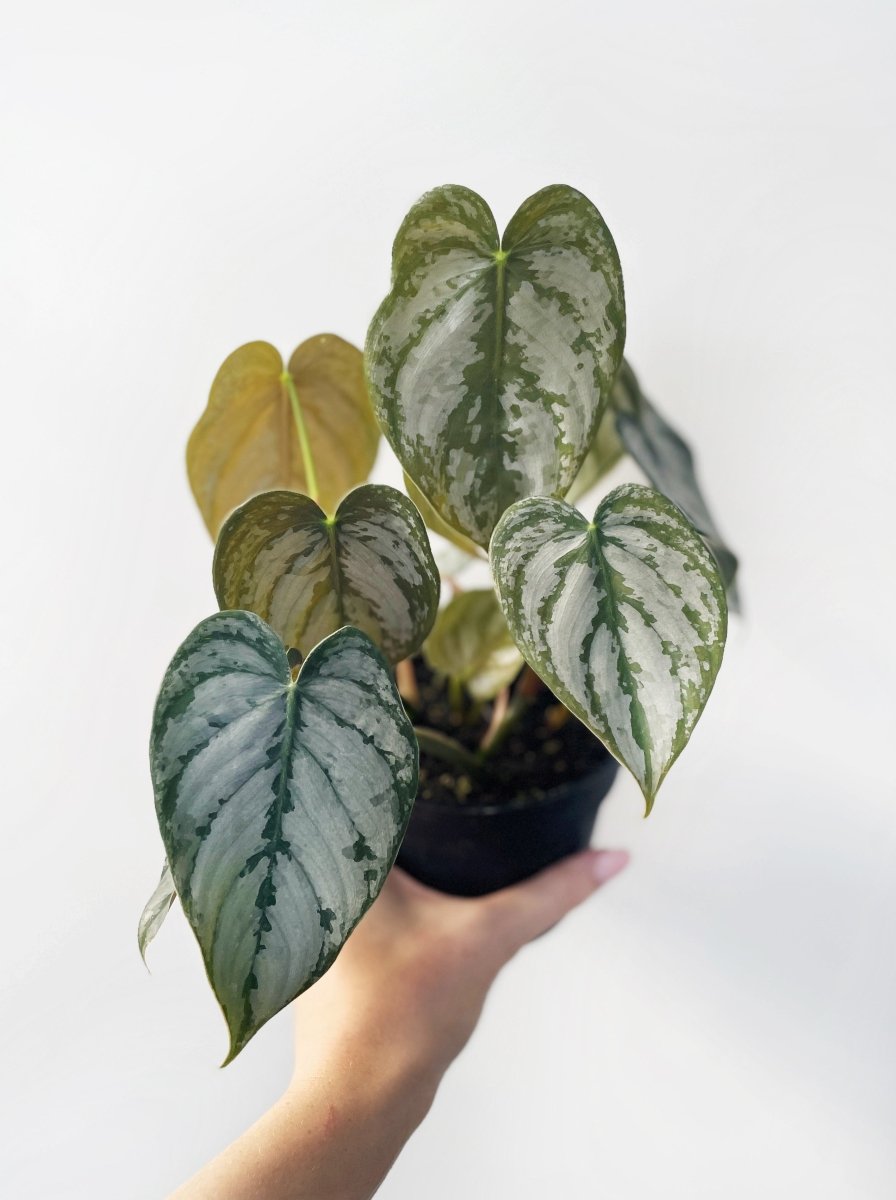 Philodendron brandtianum - Variant Plant Company