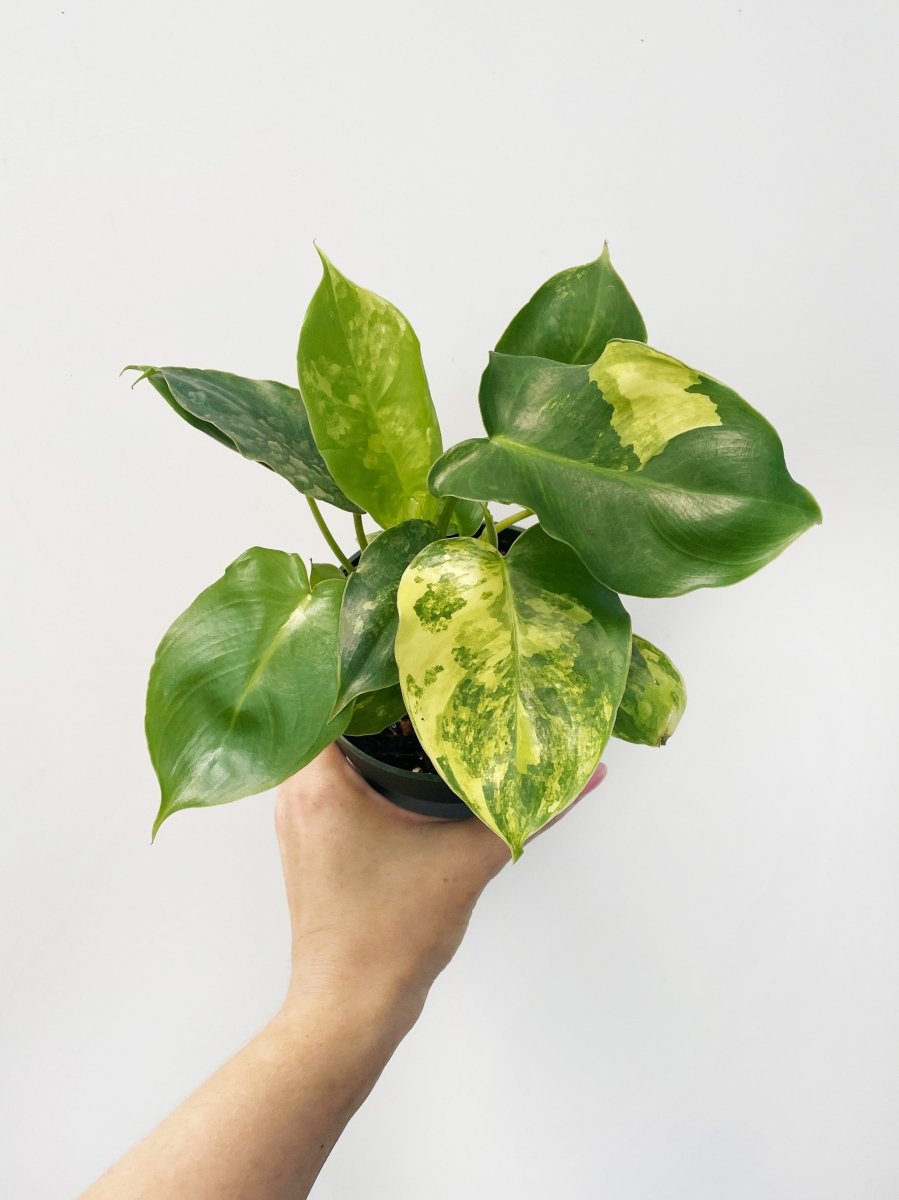 Philodendron 'Burle Marx Albo' - Variant Plant Company
