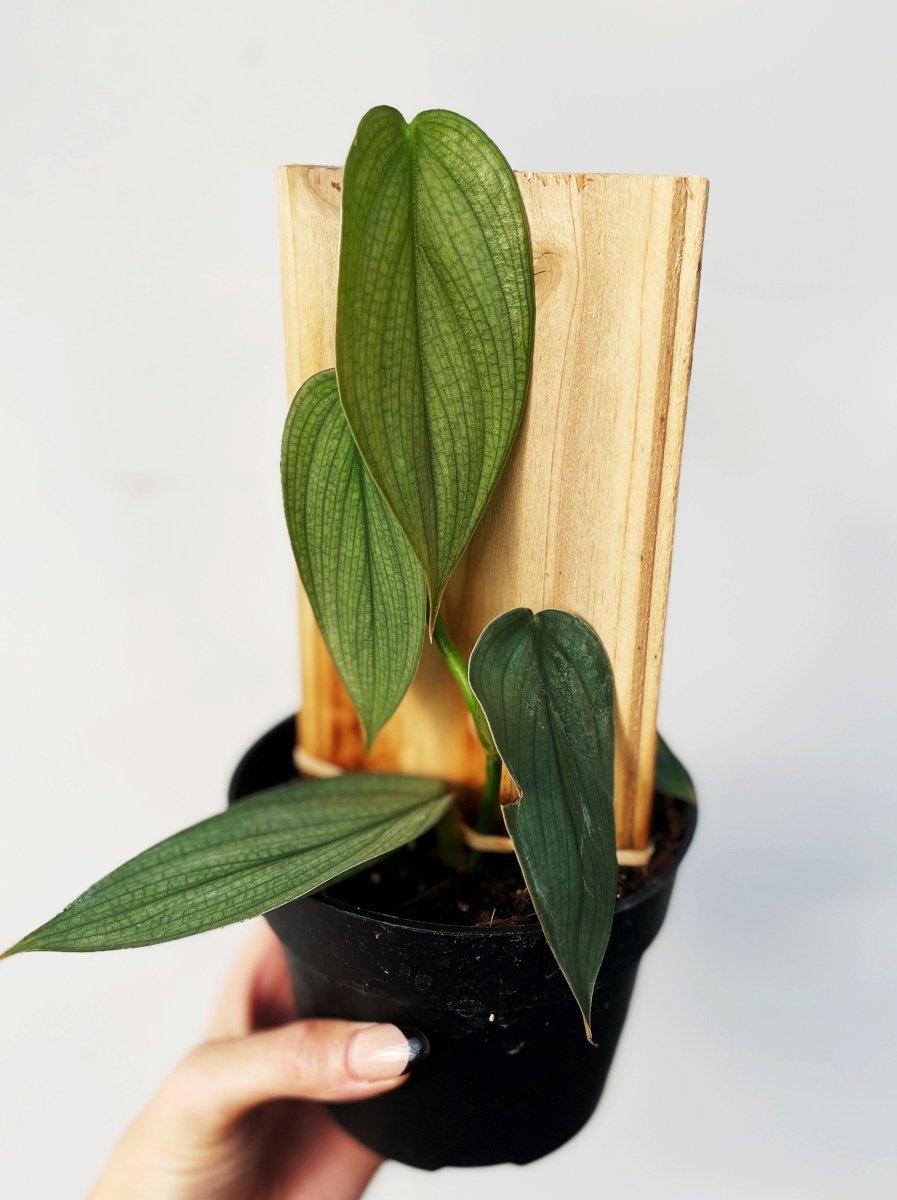 Philodendron 'Burle Marx Fantasy'