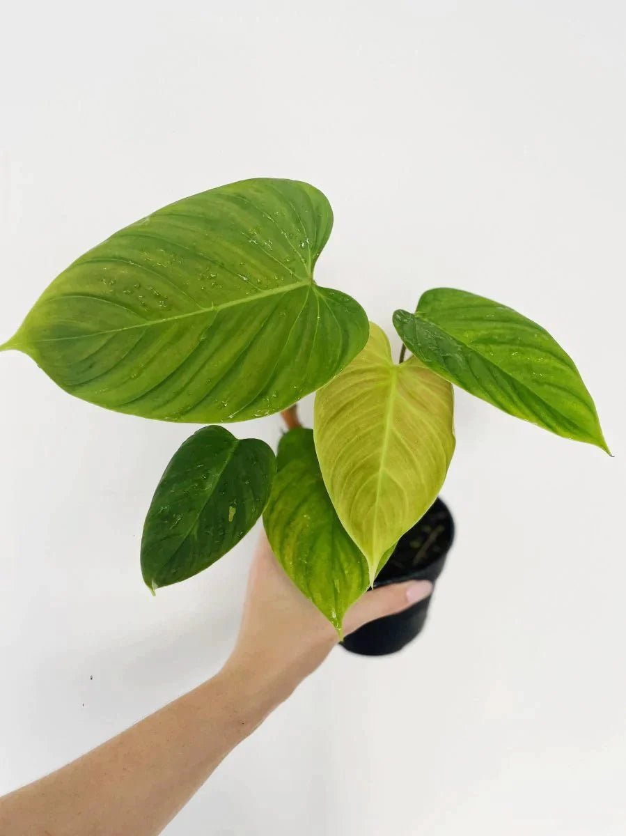 Philodendron 'Fuzzy Petiole' - Variant Plant Company