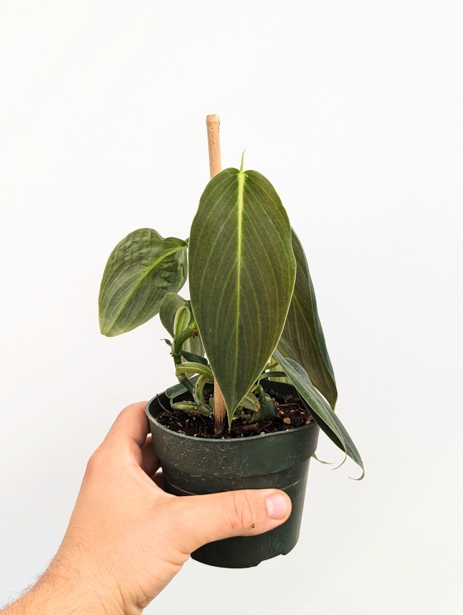 Philodendron gigas