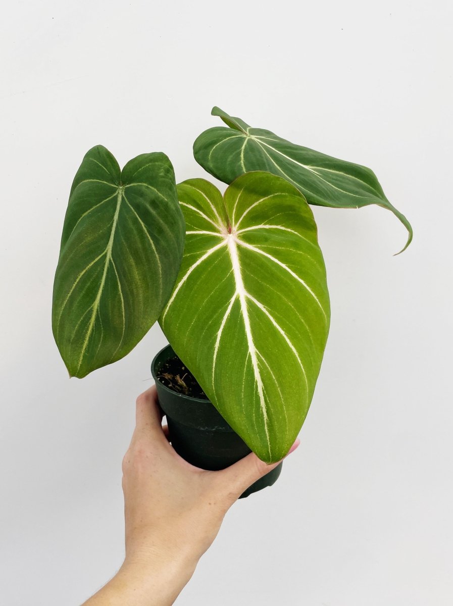 Philodendron gloriosum - Variant Plant Company