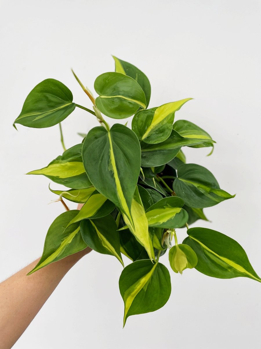 Philodendron hederaceum 'Brasil' - Variant Plant Company