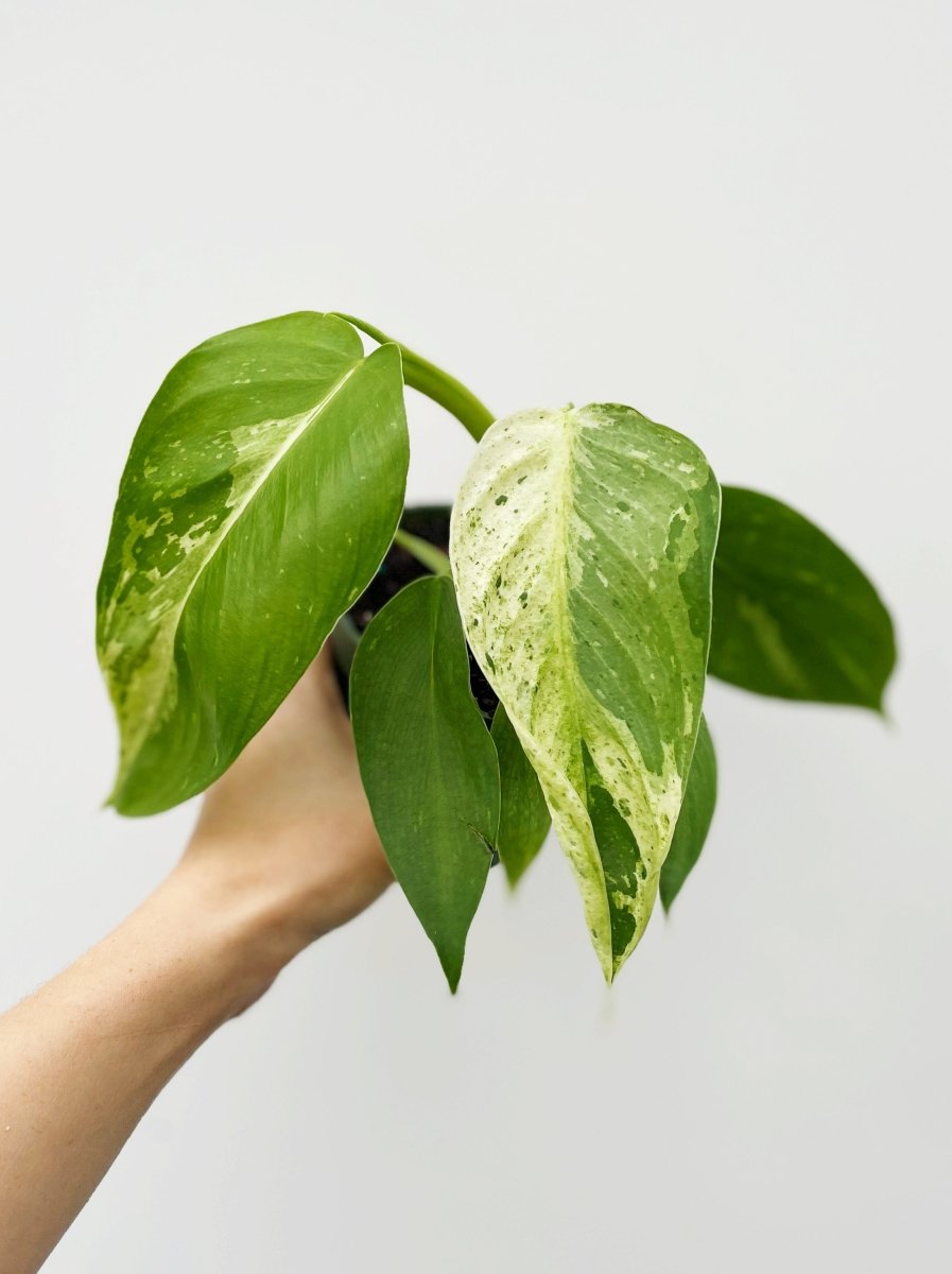 Philodendron 'Jose Buono' - Variant Plant Company