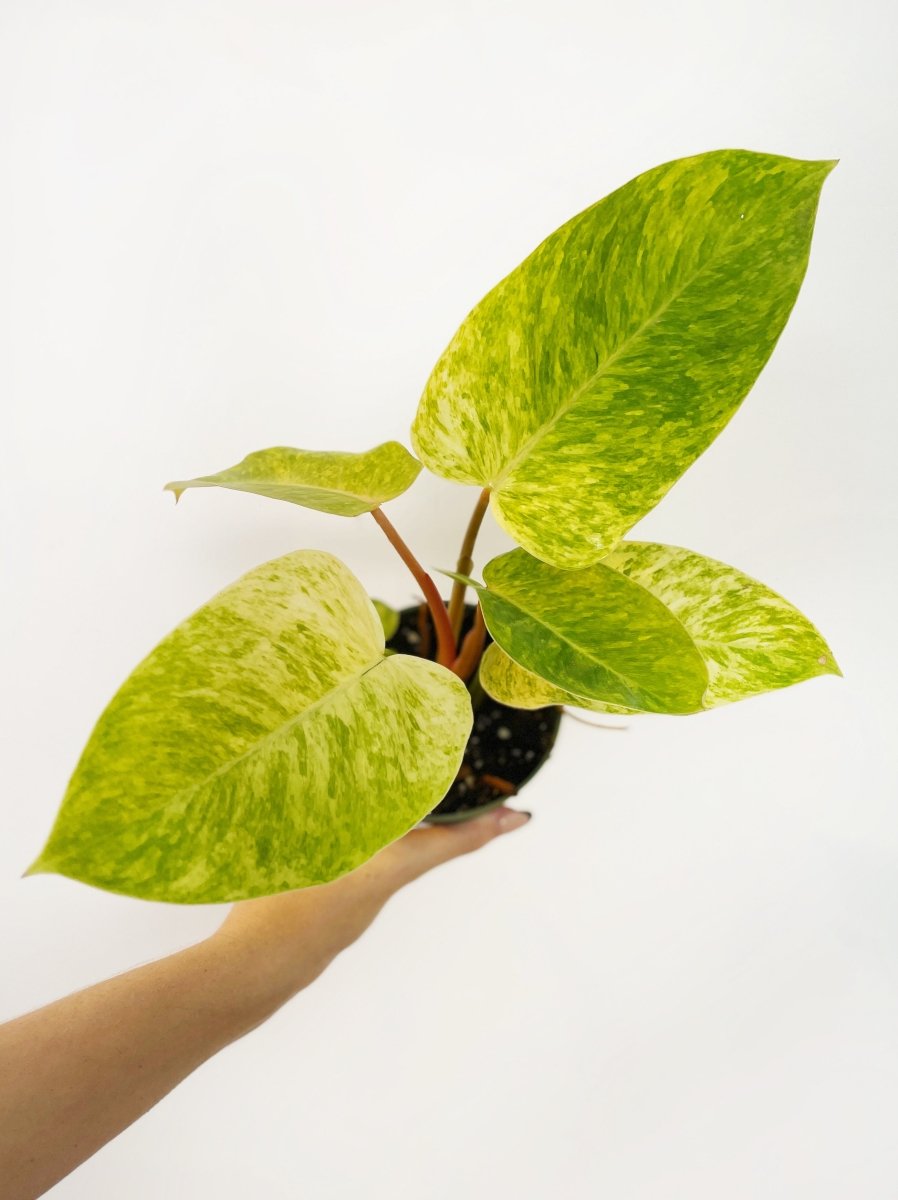 Philodendron 'Painted Lady' - Variant Plant Company