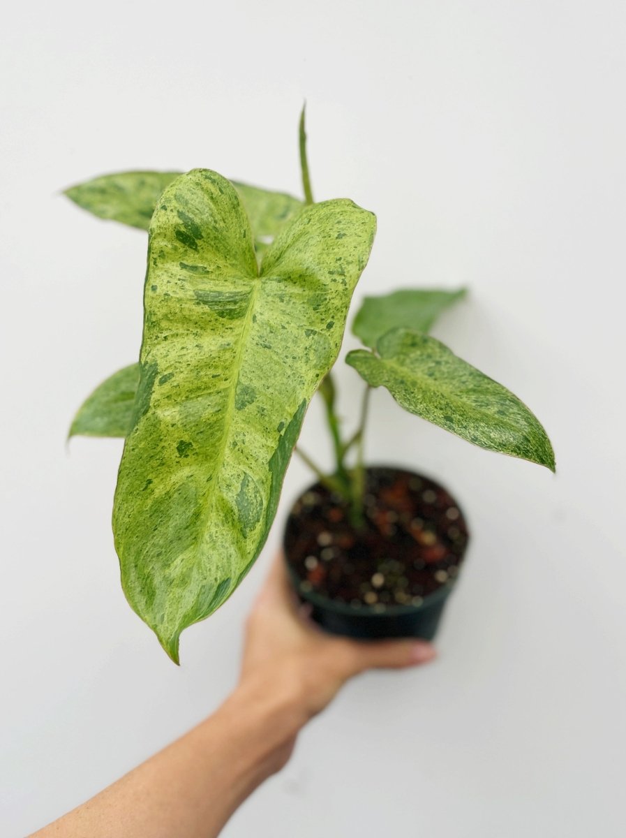 Philodendron 'Paraiso Verde' - Variant Plant Company