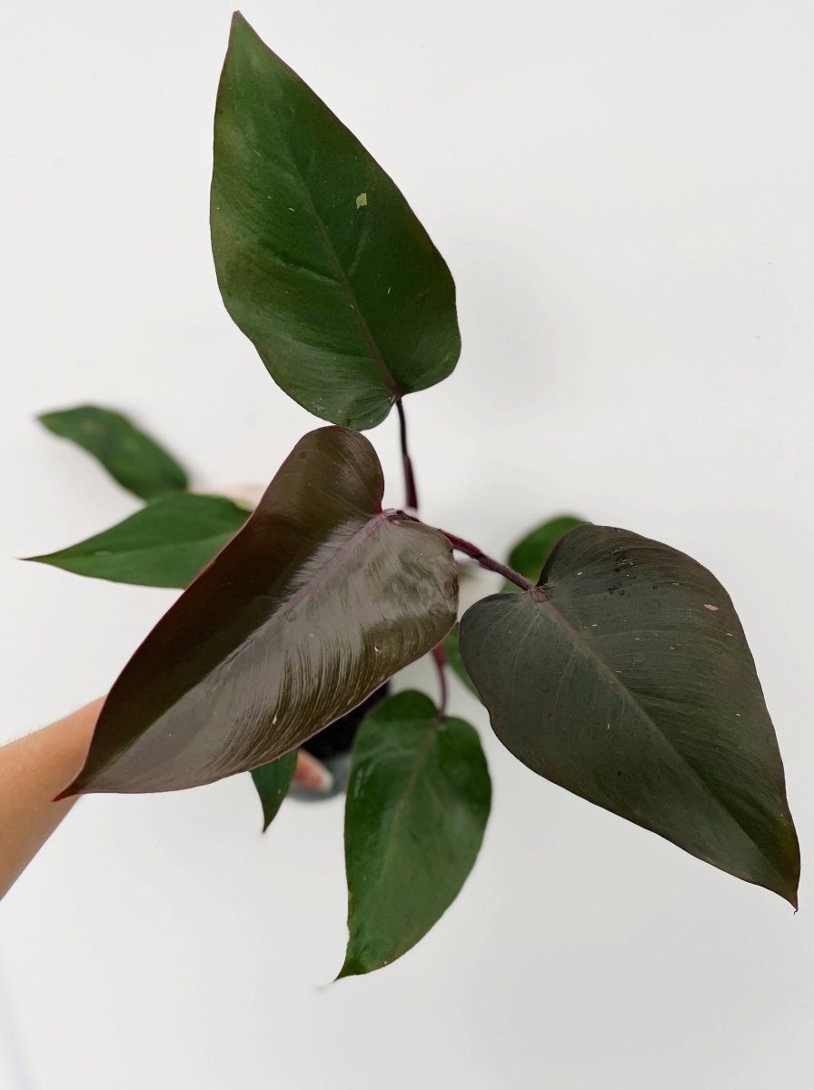 Philodendron 'Pink Princess Burgundy' - Variant Plant Company
