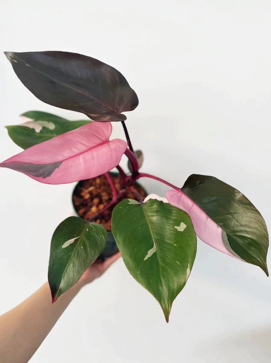 philodendron pink princess for sale near me Philodendron 'Pink Princess'