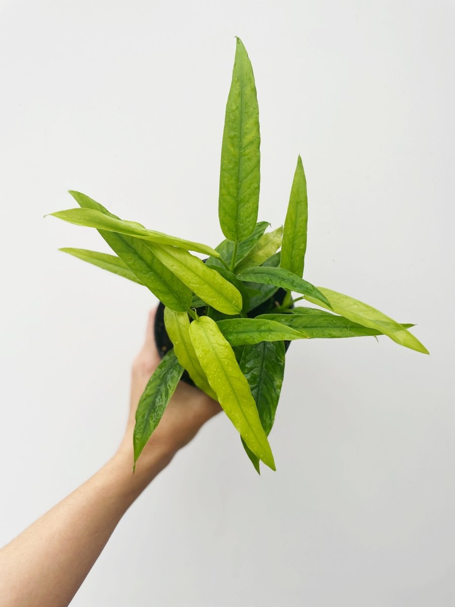 Philodendron pteromischum sp