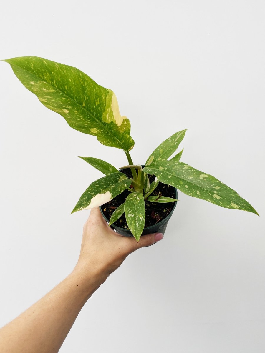 Philodendron 'Ring of Fire' - Variant Plant Company