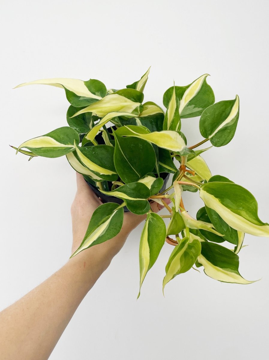 Philodendron 'Silver Stripe' - Variant Plant Company
