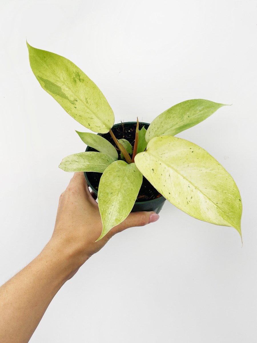 Philodendron 'Snow Drift' - Variant Plant Company