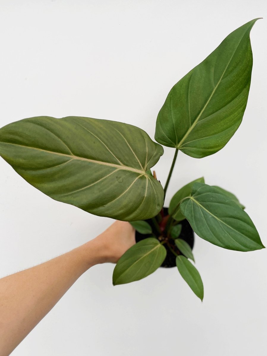 Philodendron 'Summer Glory'