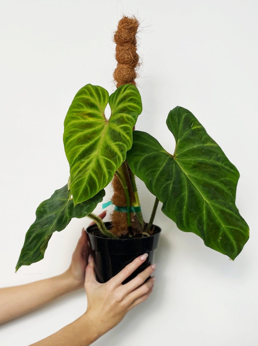 Philodendron verrucosum (totem) - Variant Plant Company
