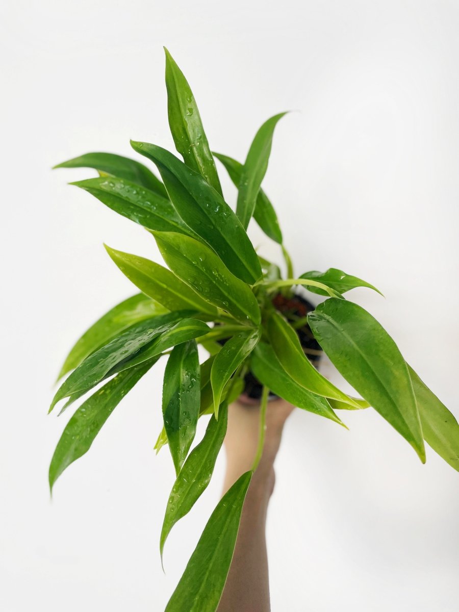 philodendron wend imbe variegata Philodendron 'Wend-imbe'