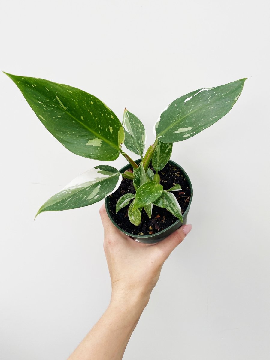 Philodendron 'White Princess' - Variant Plant Company
