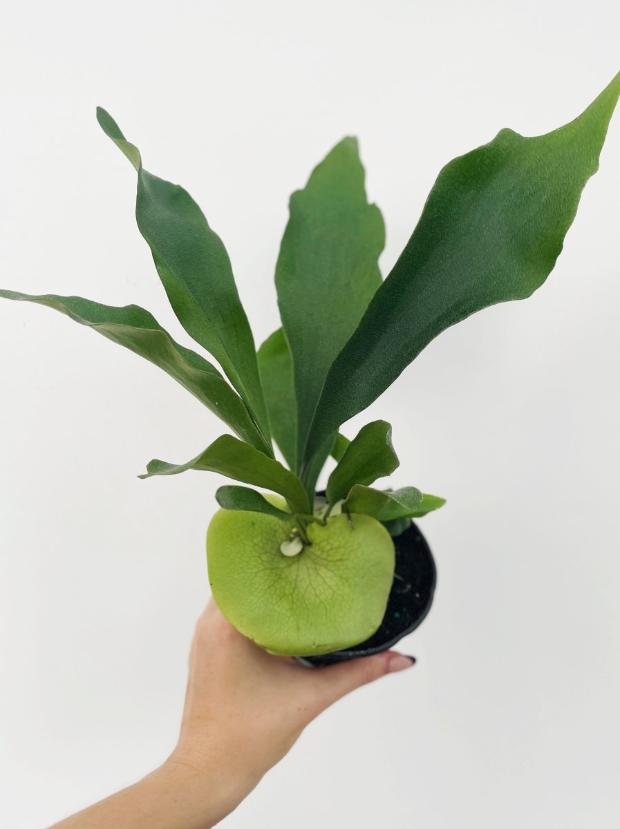 Platycerium bifurcatum - Variant Plant Company