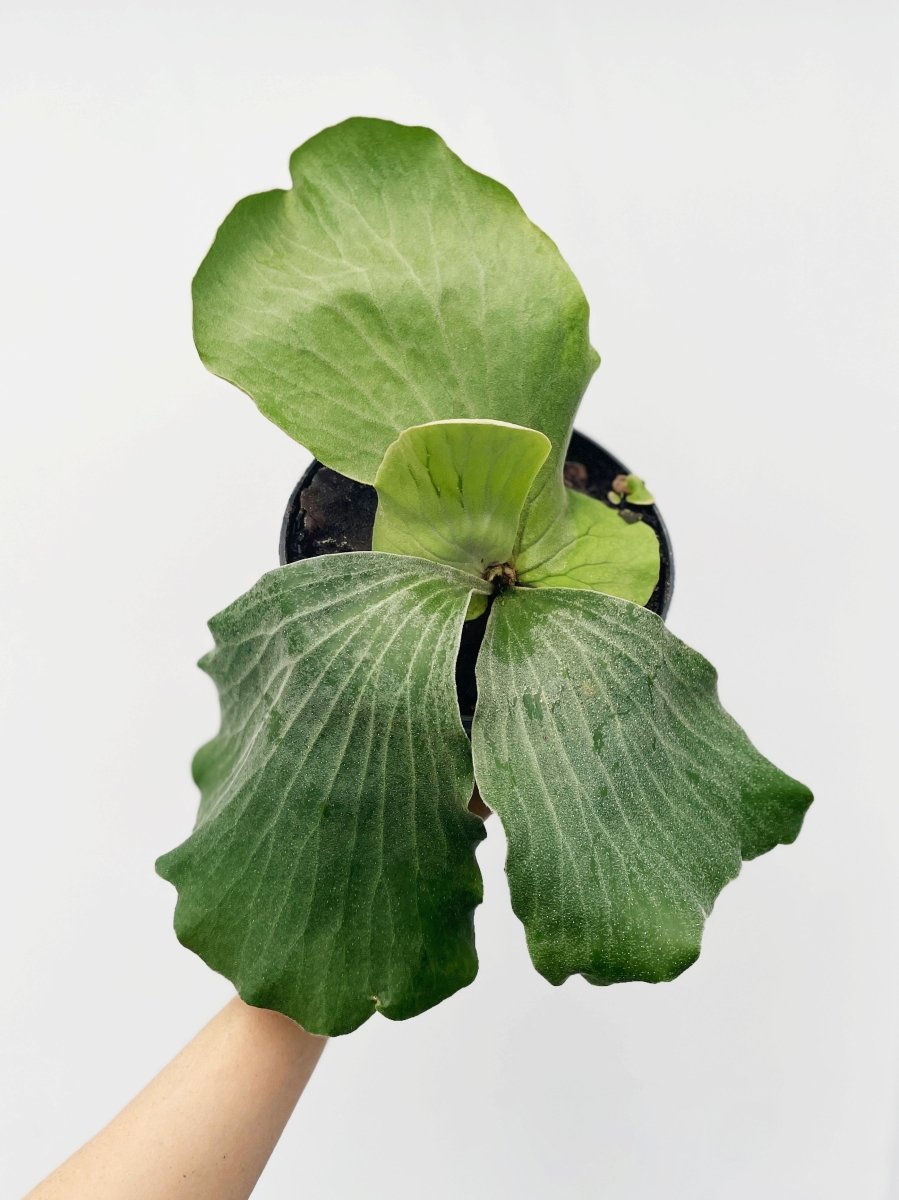Platycerium elephantotis - Variant Plant Company