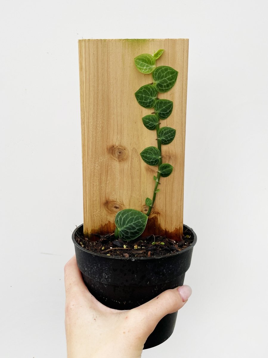 Rhaphidophora cryptantha - Variant Plant Company