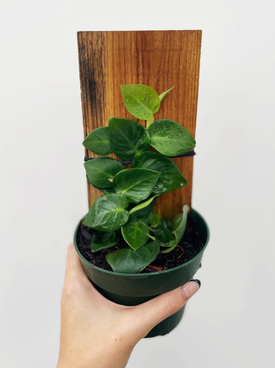 Rhaphidophora hayi - Variant Plant Company