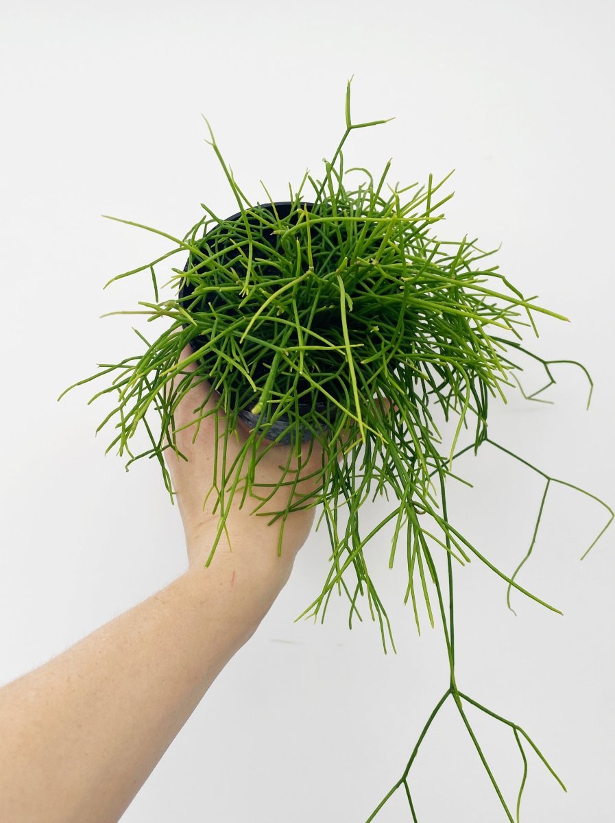rhipsalis succulent Rhipsalis capilliformis