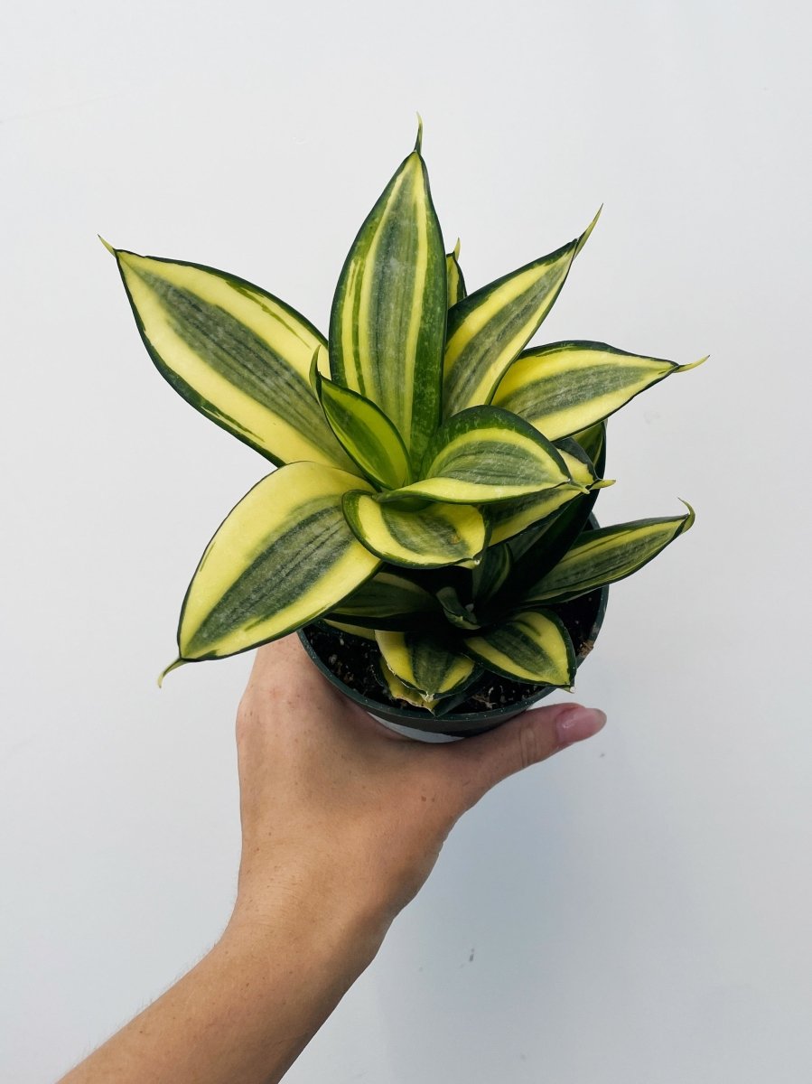 Sansevieria hahnii 'Gold Star' - Variant Plant Company