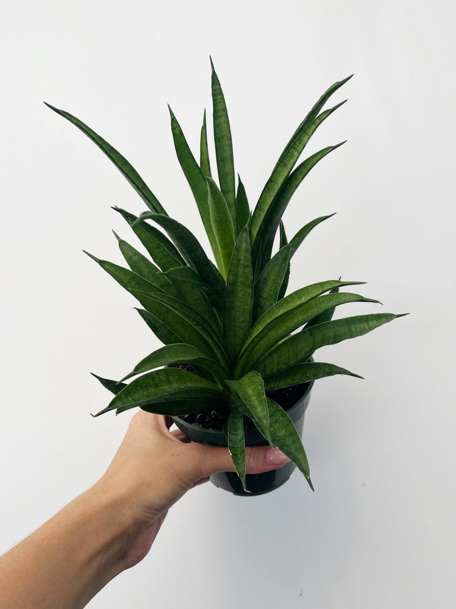 small zz plant ZZ Plant: Easy Live Houseplant - (6” Pot) – Easy Plant Care – Zamiocul –  Altman Plants