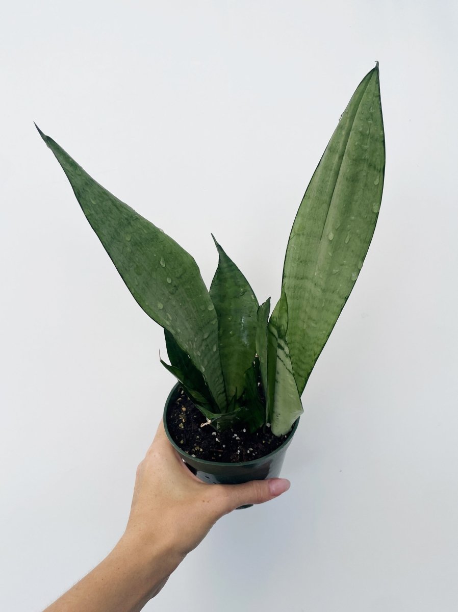 Sansevieria trifasciata 'Moonshine' - Variant Plant Company