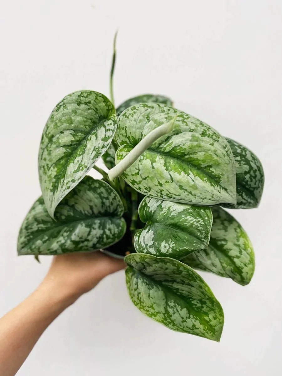 Scindapsus pictus 'Silver Satin' - Variant Plant Company